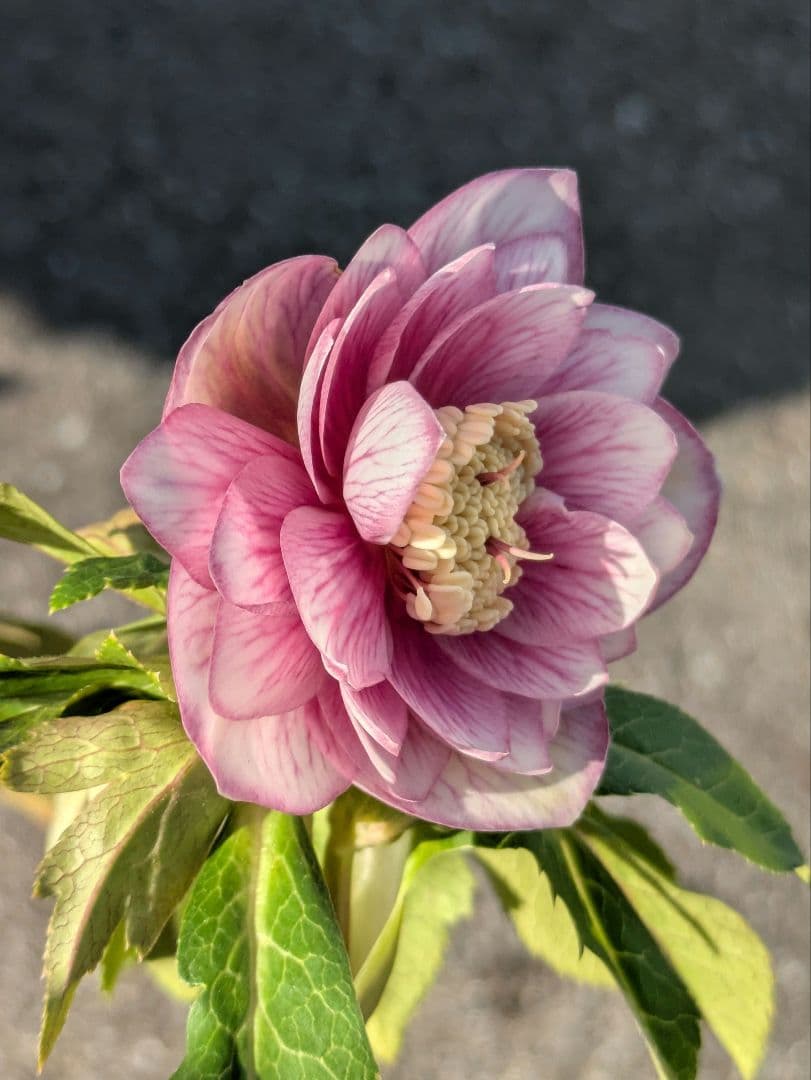 【広瀬園芸】クリスマスローズ　ソレイユ系ピンクグラデーション多弁花