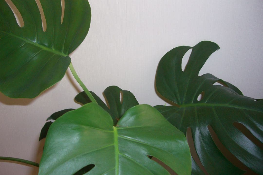 デジタルカメラ CASIO EXILIM 10.1mega pixels