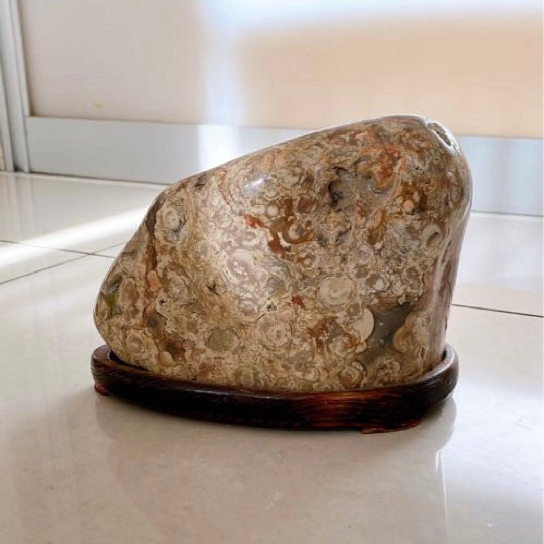 赤花紋　梅花紋　菊花石　鑑賞石