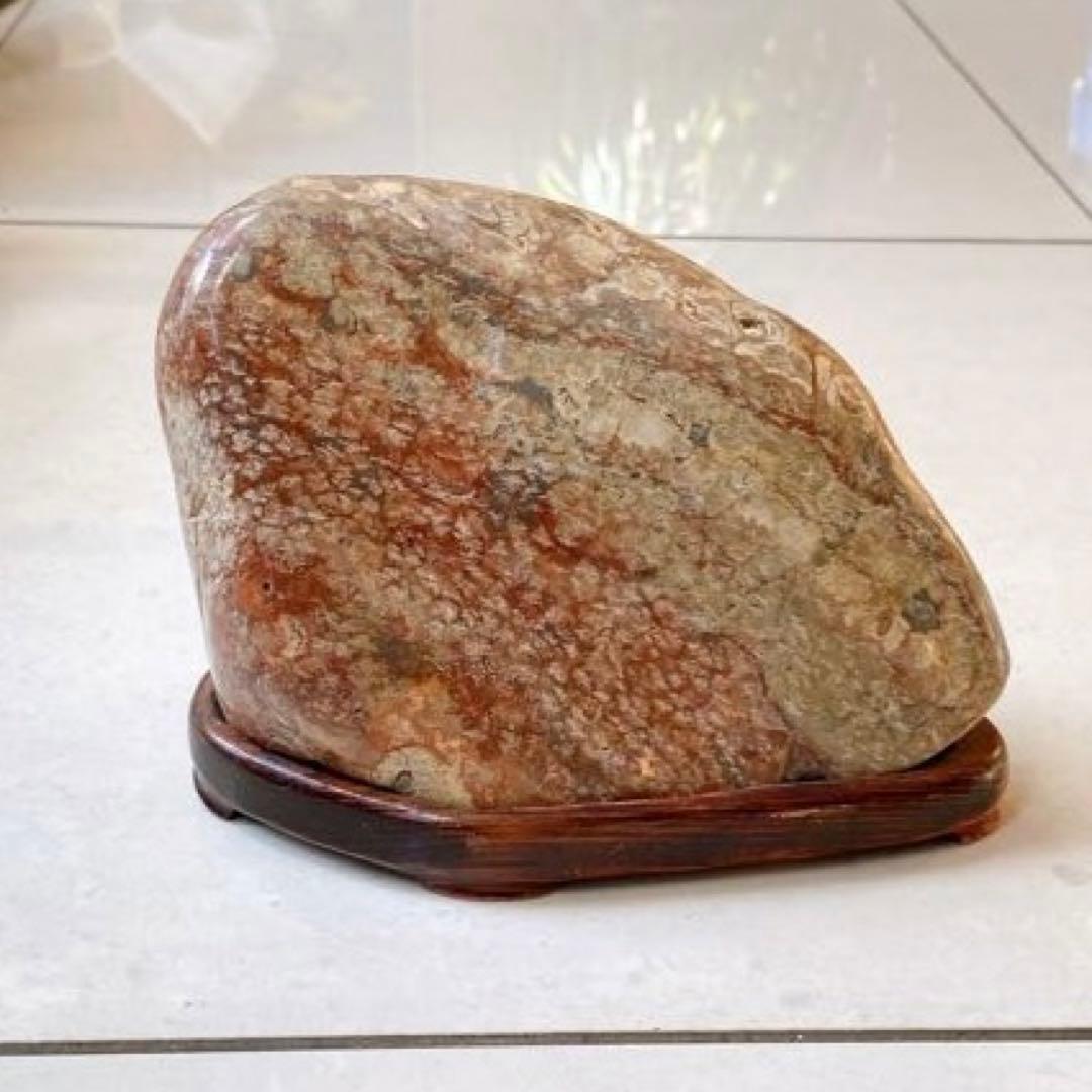 赤花紋　梅花紋　菊花石　鑑賞石