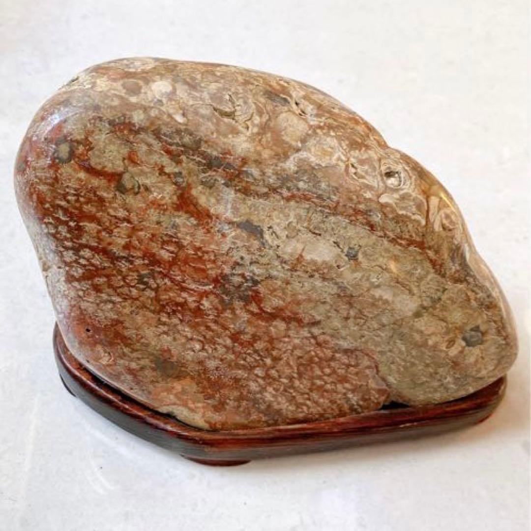 赤花紋　梅花紋　菊花石　鑑賞石