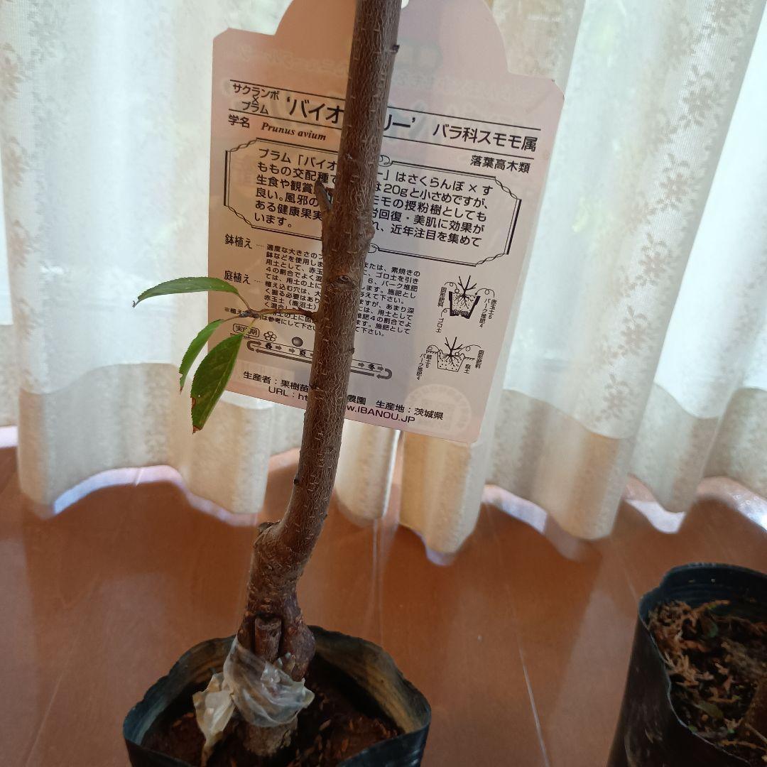 ✳バイオチェリー✳かなりレア物✳、プラム ネスレー２点セット