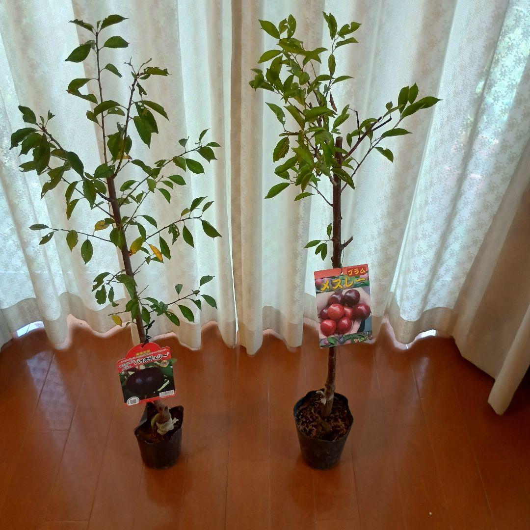 ✳バイオチェリー✳かなりレア物✳、プラム ネスレー２点セット