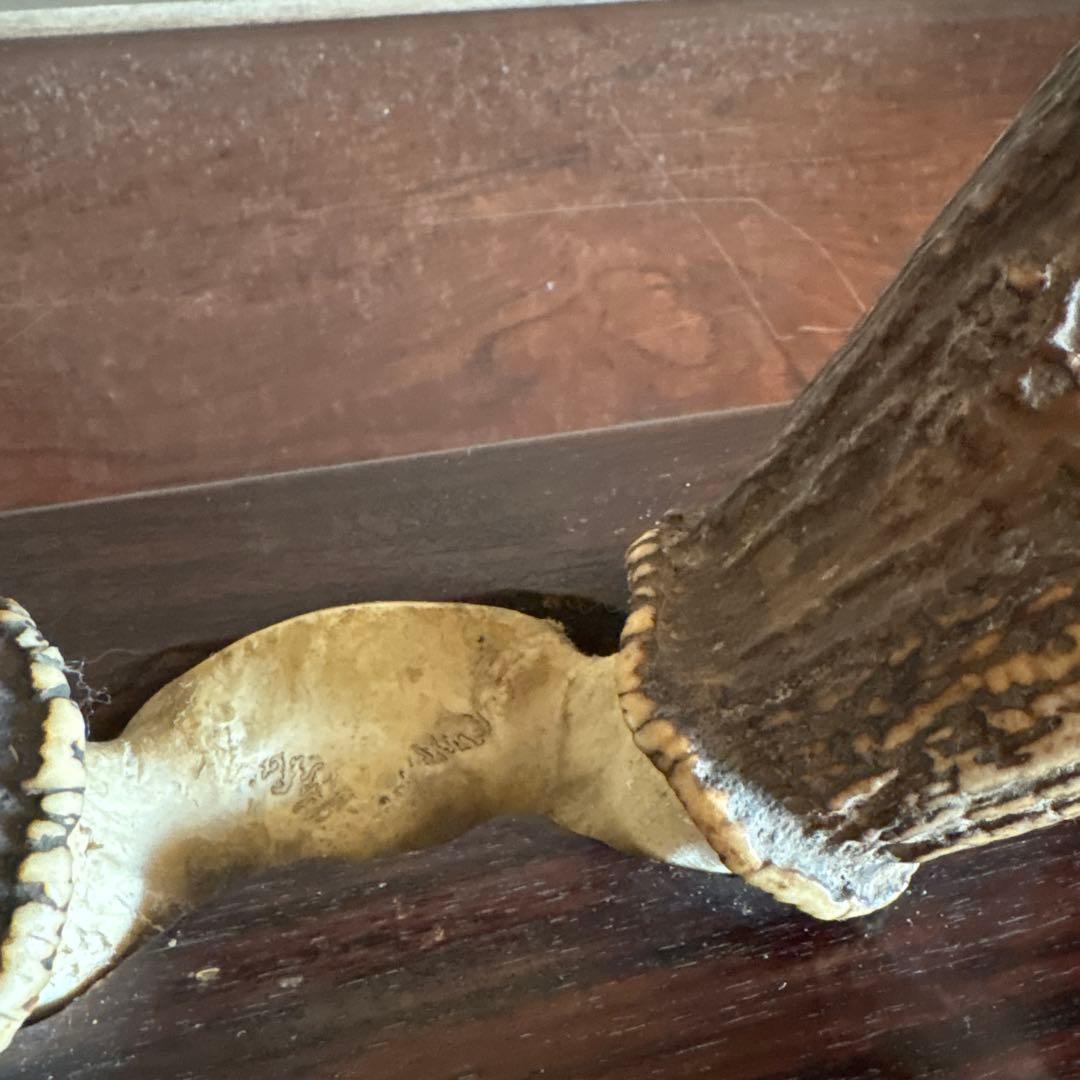 鹿の角　台座付き
