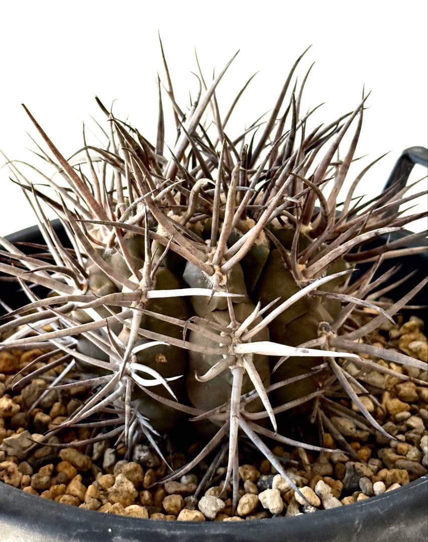 【コレクター品】ギムノカリキウム　守金魔天竜　特大株　発根済　横幅14㎝