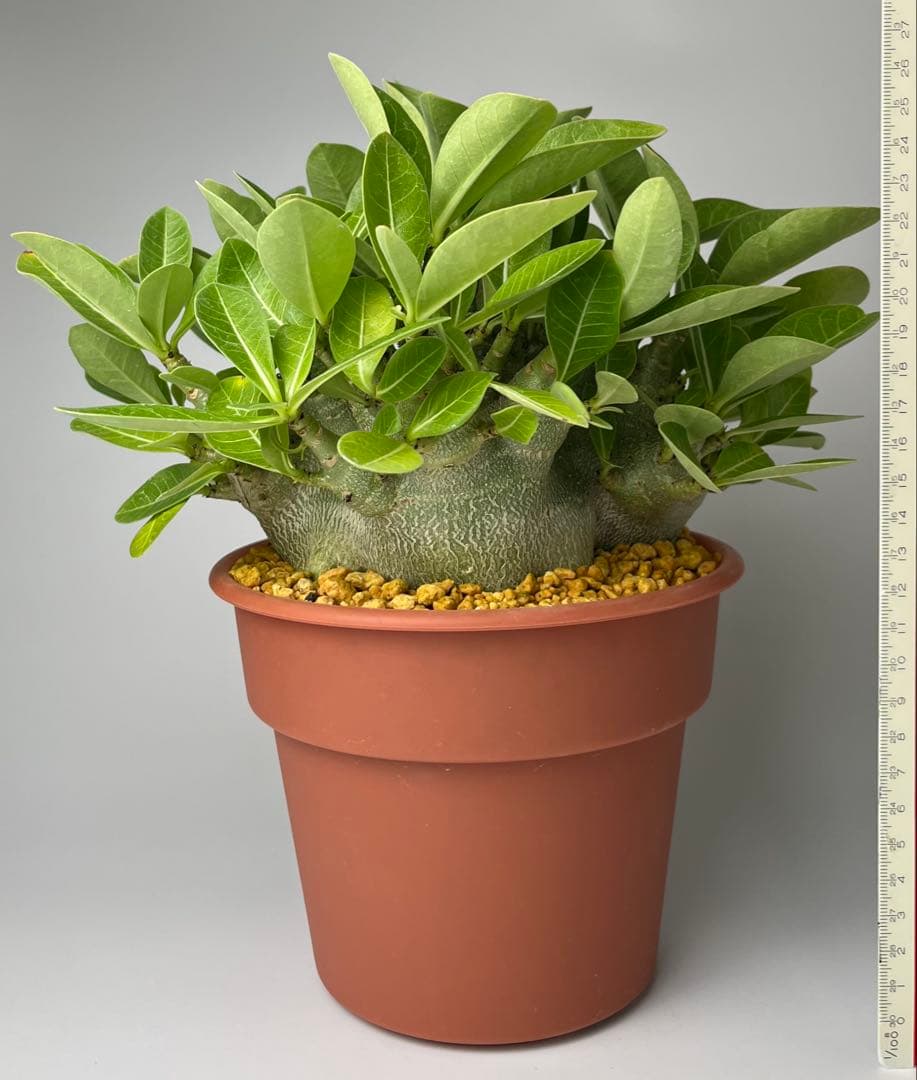 ポプリポップ【激レア/ドワーフ/超極太】アデニウム V2ハック鉢植えX-6