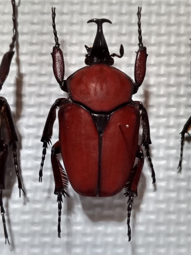 お得！カナブン、ハナムグリ4匹セット。外国産。