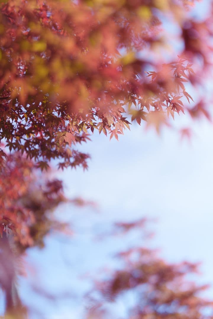 SIGMA 65mm F2 DG DN レンズ