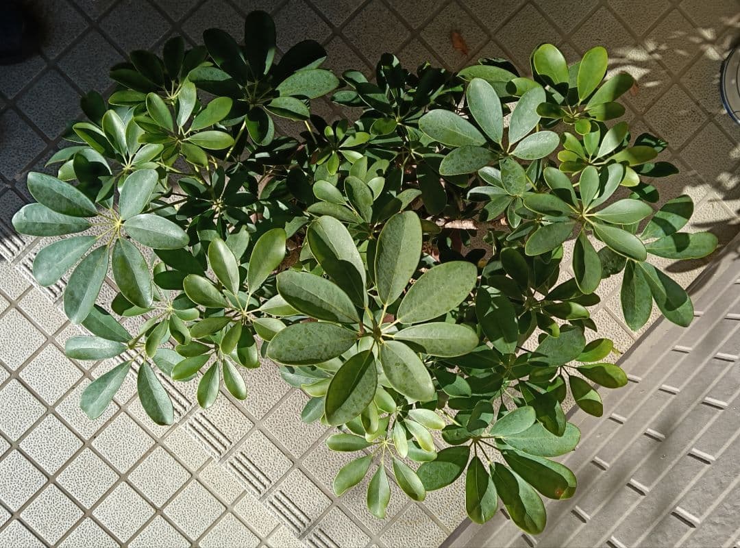 ９号鉢カポック（シェフレラ）