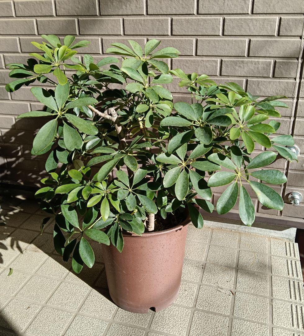 ９号鉢カポック（シェフレラ）