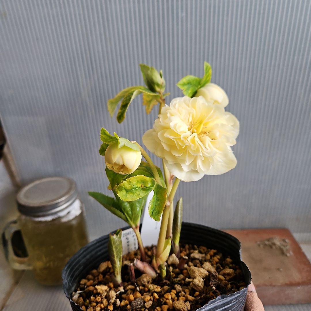 ★チョラコ☆様お取り置き苗㉖-440㉖-487クリスマスローズ