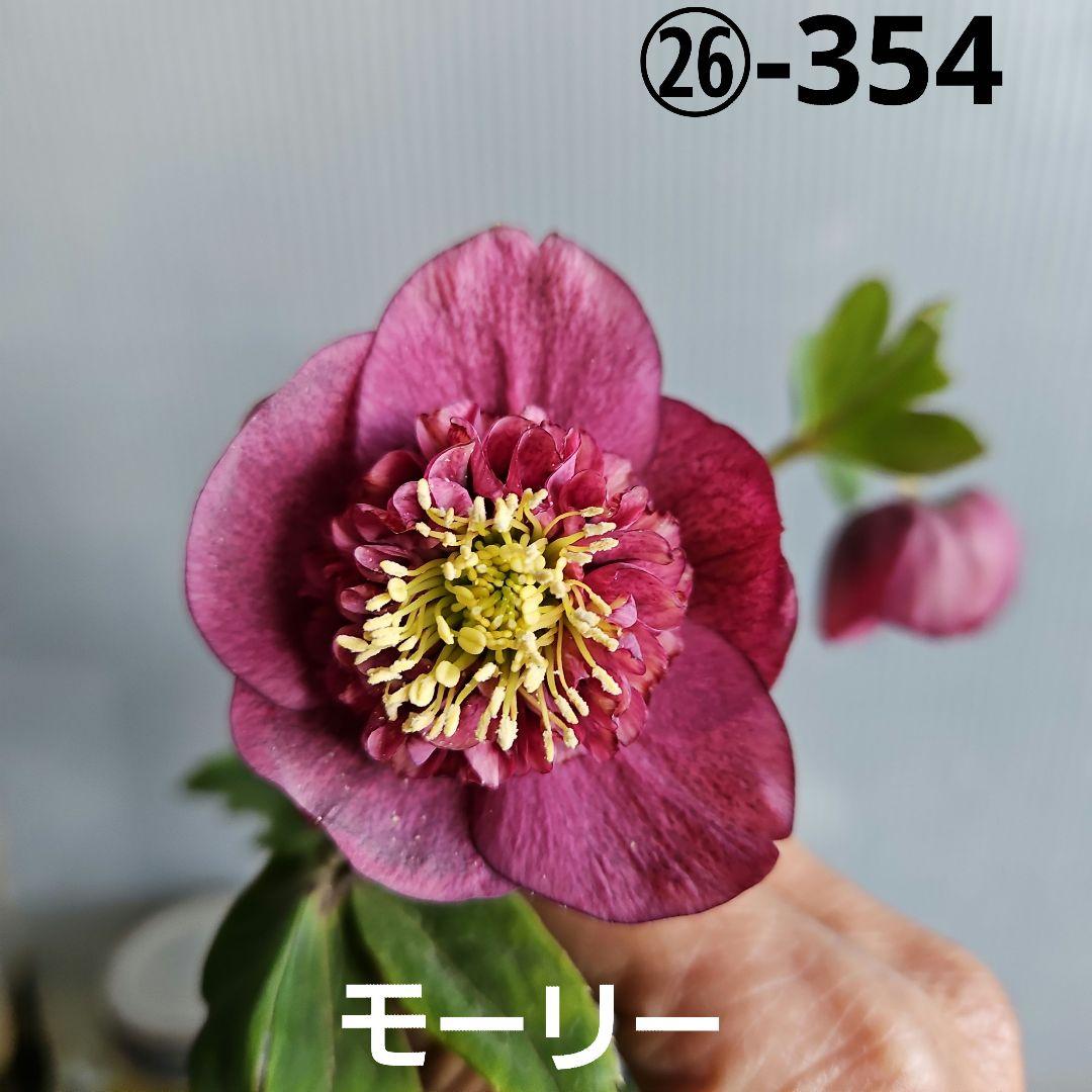 ✿㉖-354クリスマスローズ