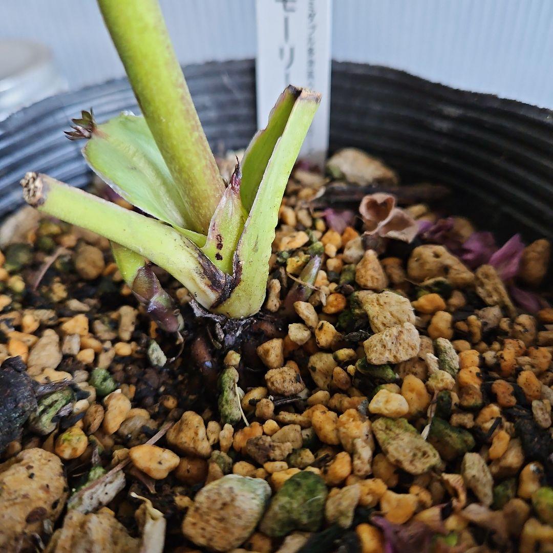 ✿㉖-354クリスマスローズ