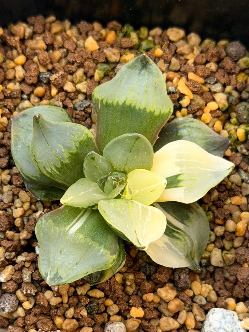 ハオルチア　裏般若錦　美株斑