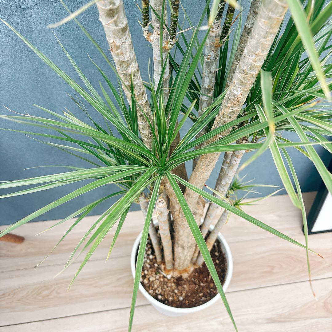 ［現品］34番　ドラセナ　コンシンネ　ホワイボリー　観葉植物　室内　8号