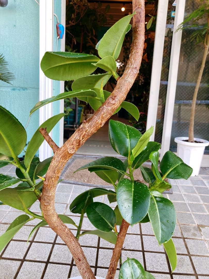 フィカス　ソフィア　曲がり仕立て　幹太　送料無料