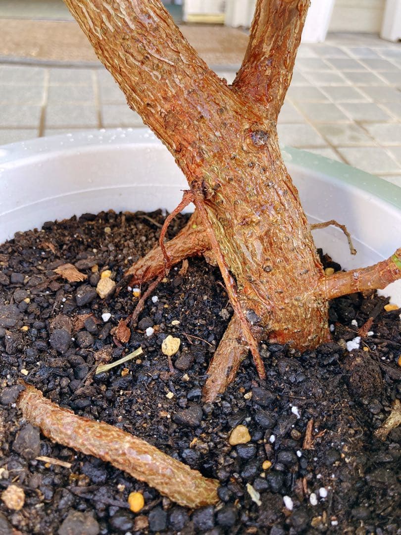 フィカス　ソフィア　曲がり仕立て　幹太　送料無料