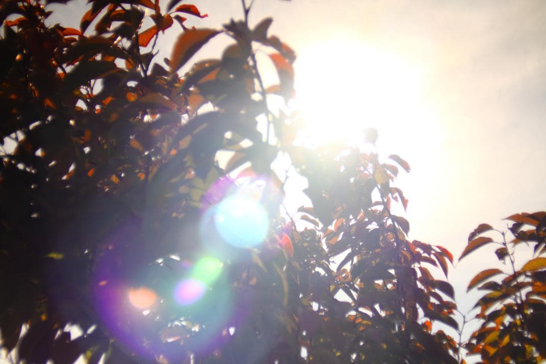 cannon FD 35mm f3.5 S.C.(Ⅲ)【 昭和レトロ 】作例あり