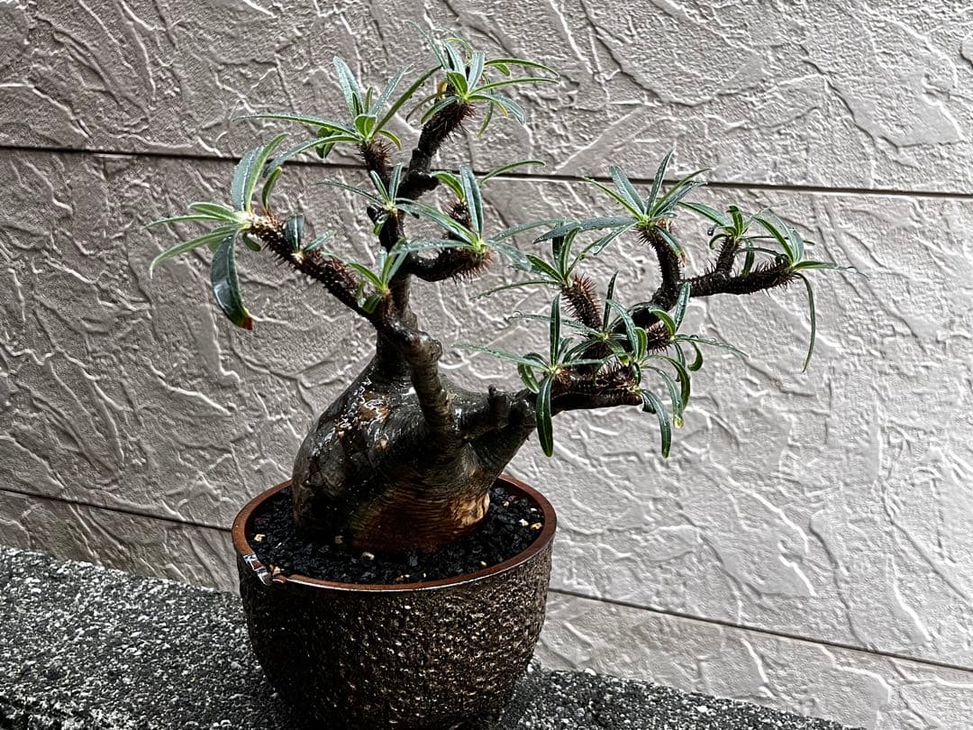 パキポディウム グラキリス 塊根植物 大株 現地球 発根済み