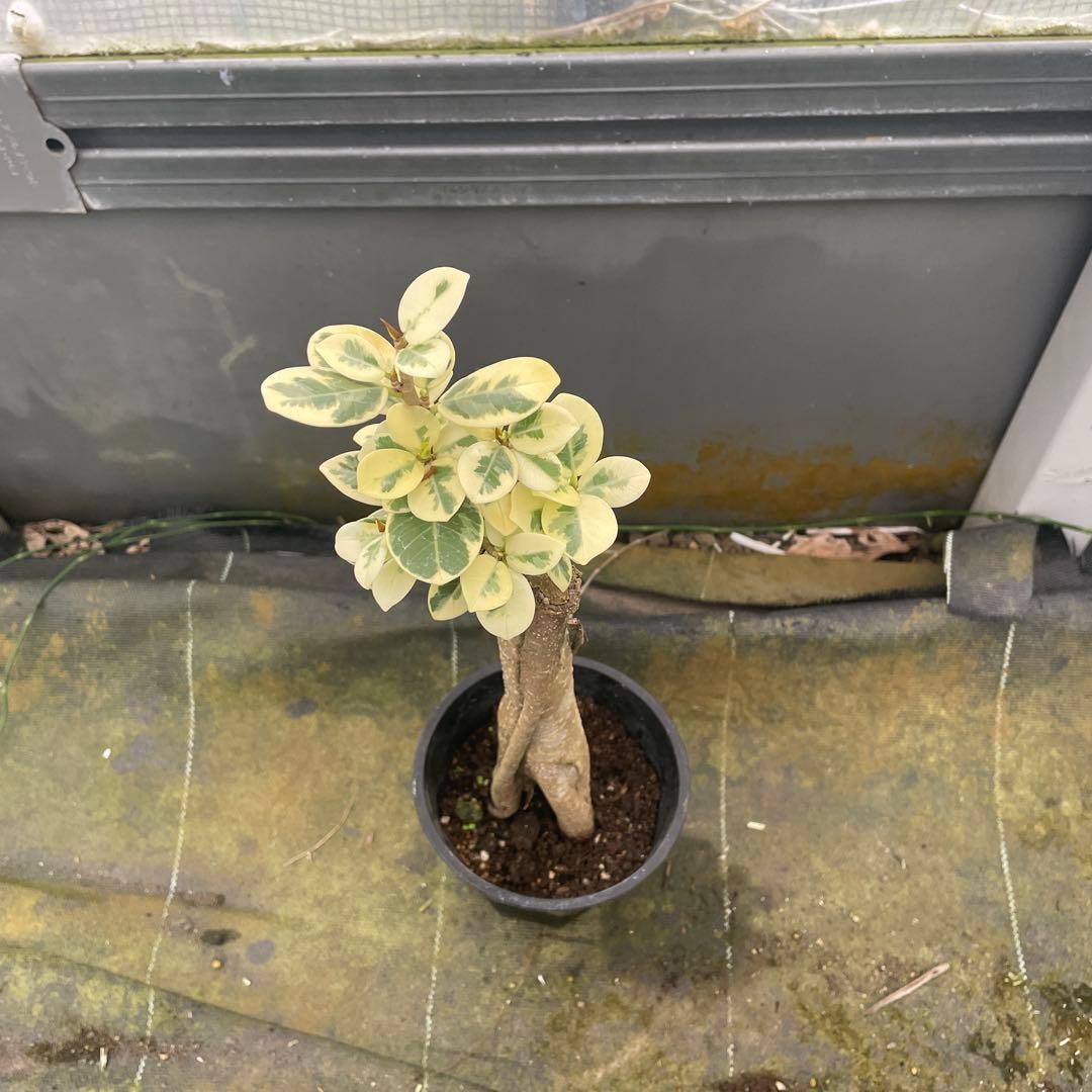 パンダガジュマル　斑入り　3.5号　リピート価格