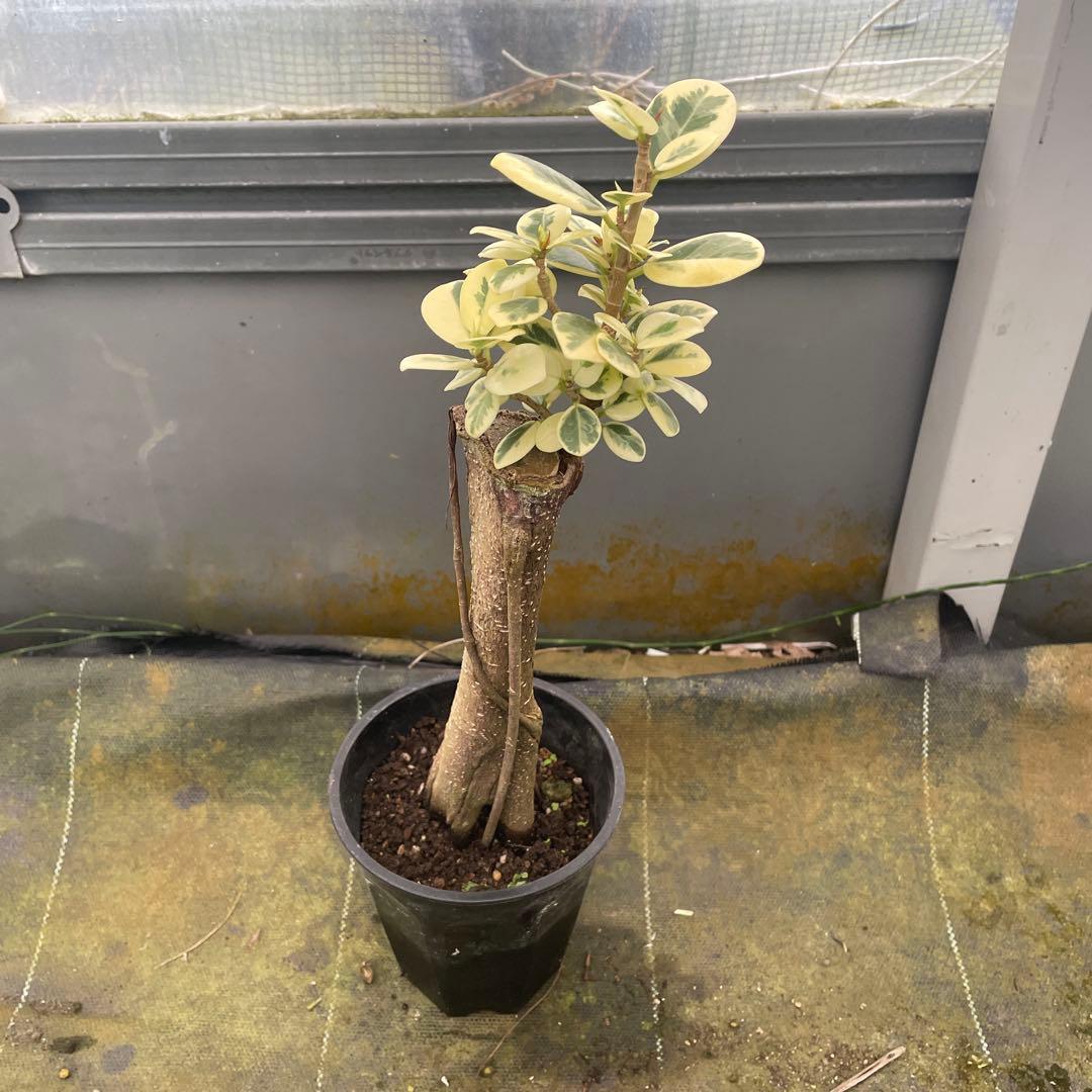 パンダガジュマル　斑入り　3.5号　リピート価格