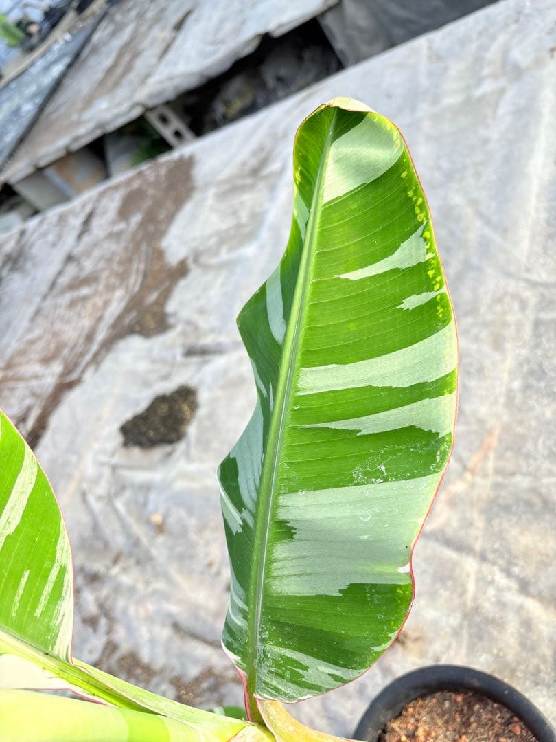 バナナ斑入り　アエアエ