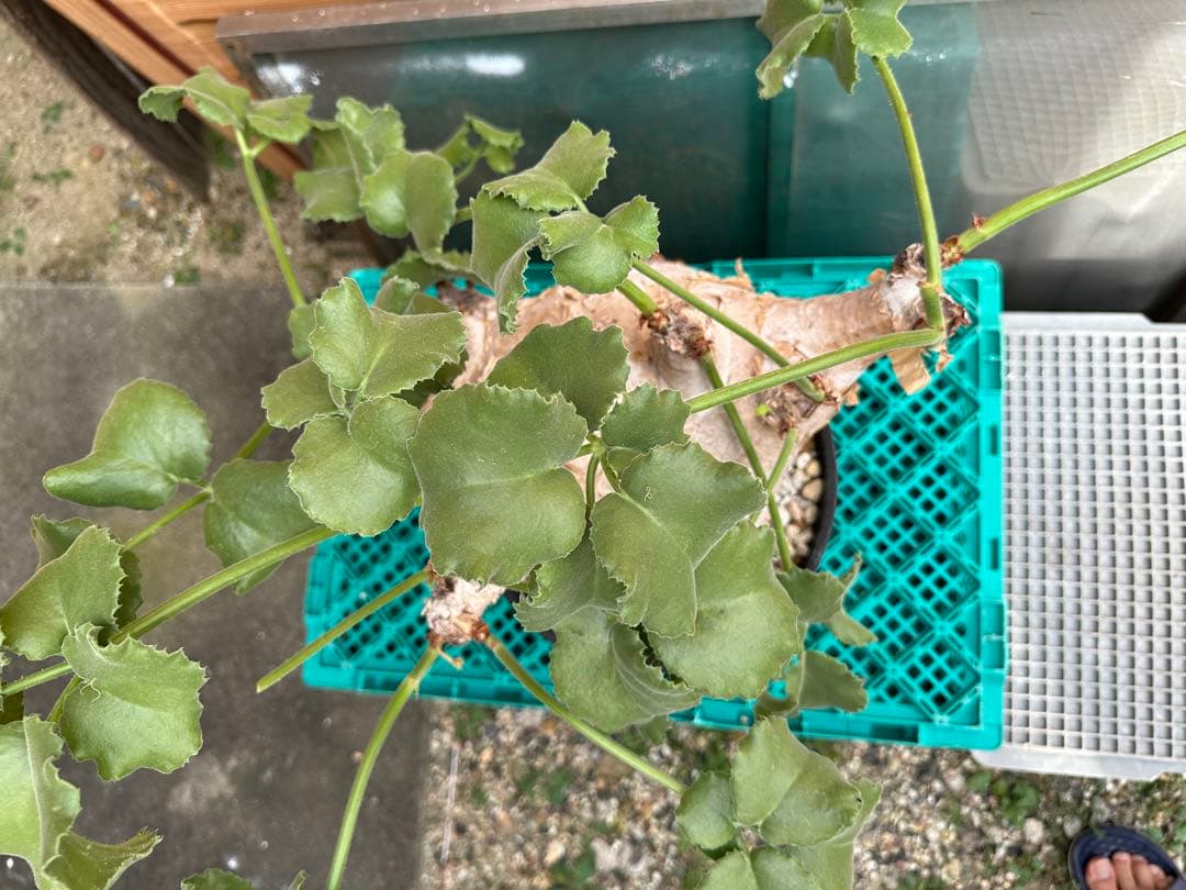 キフォステンマウターマクロプス　塊根植物 約25cm 大株　発根済み