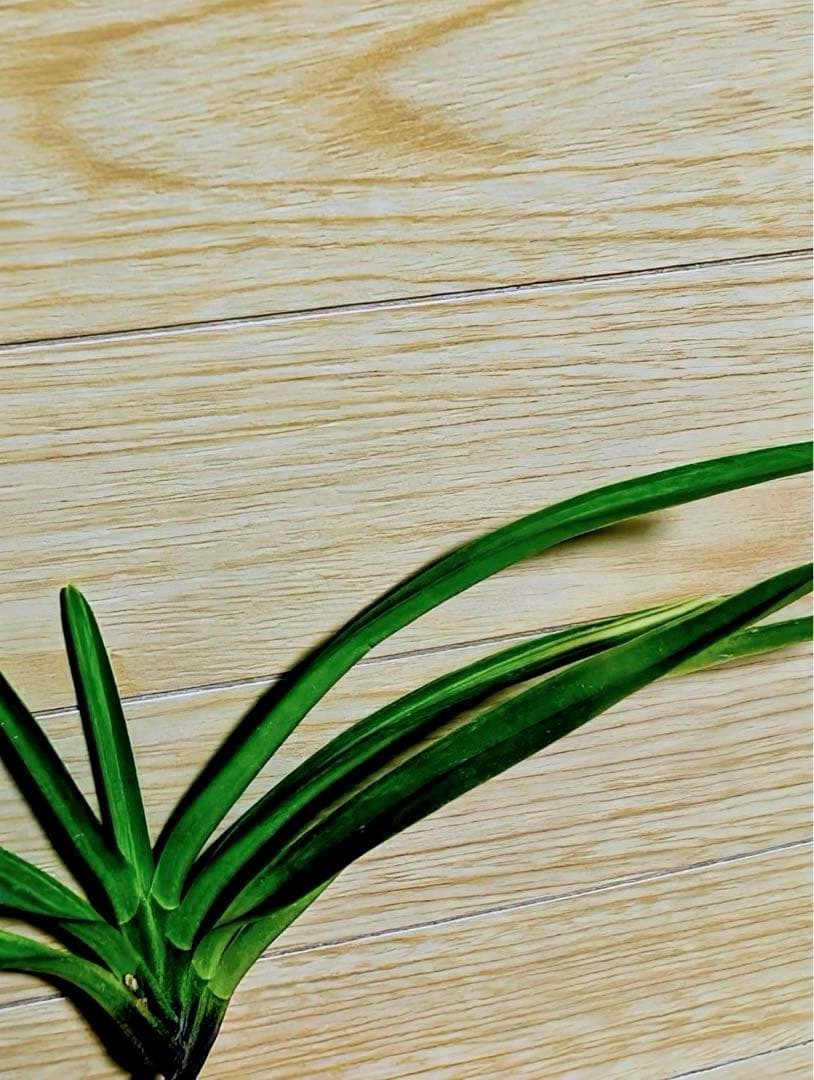 【リピーターさん注文品】富貴蘭「湖東錦」斑入り