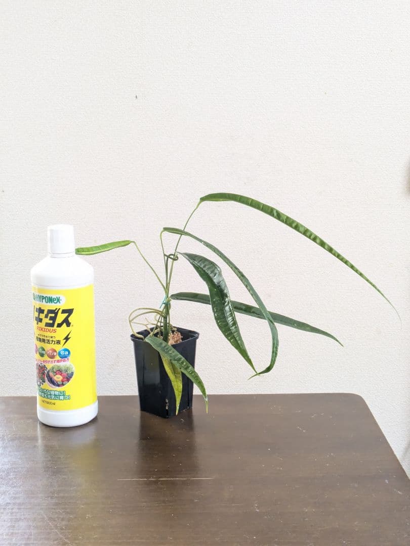 Anthurium lutheri　アンスリウム　原種　ルテリー