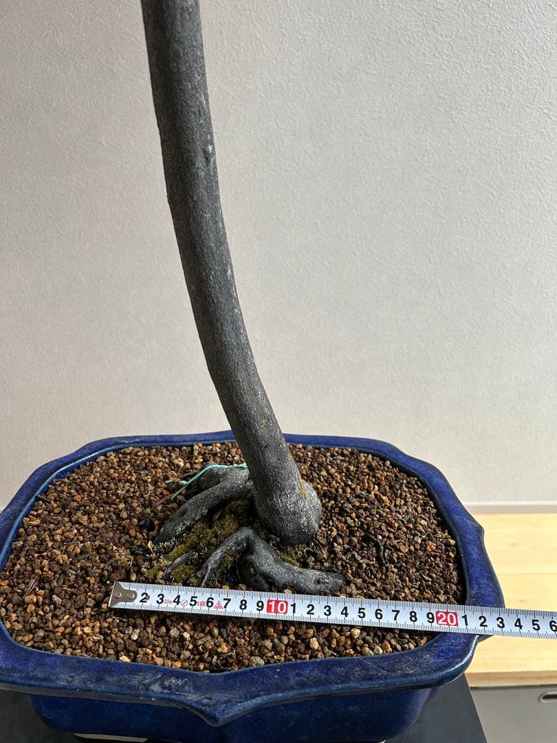 老爺柿　ロウヤガキ　盆栽　小実