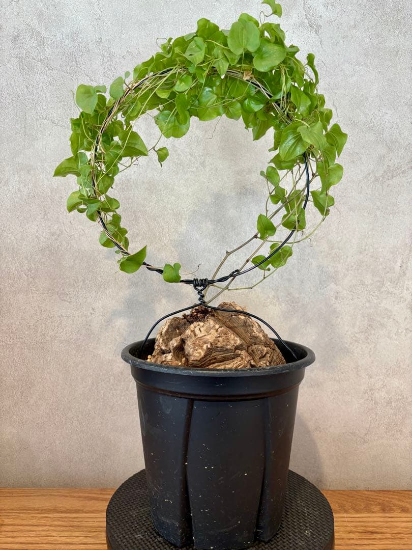 現地球 ディオスコレア・エレファンティペス（亀甲竜）塊根約13cm 良型