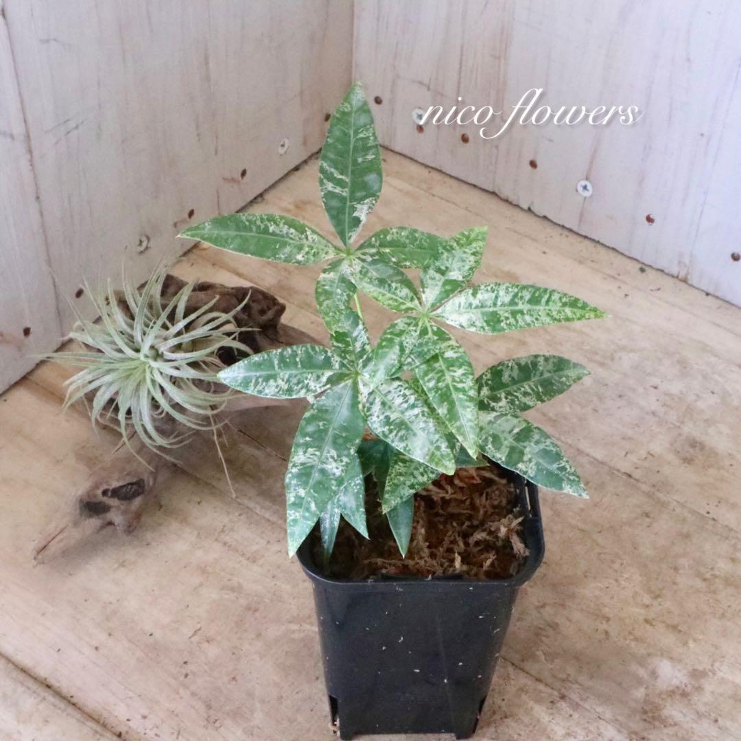 実生苗♡斑入り♡パキラ♡ミルキーウェイ♡希少♡