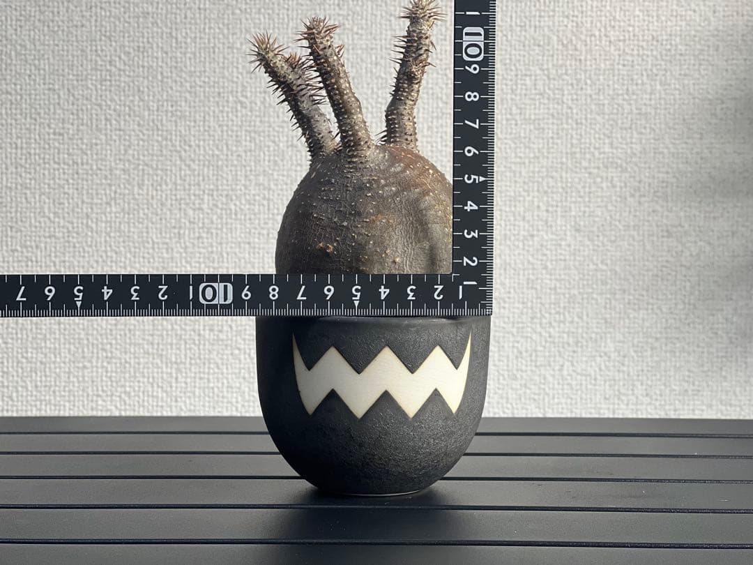 【休眠中】パキポディウム・グラキリス 現地球 VALIEM⑨