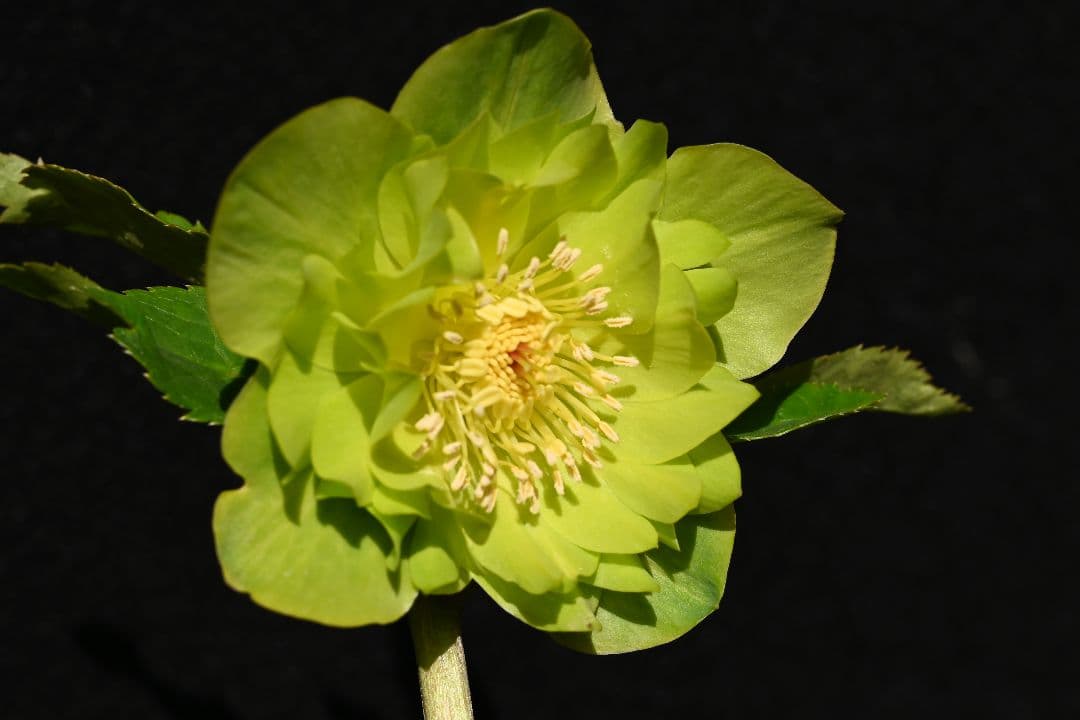 クリスマスローズ　認定！メロンゴールド　加藤農園