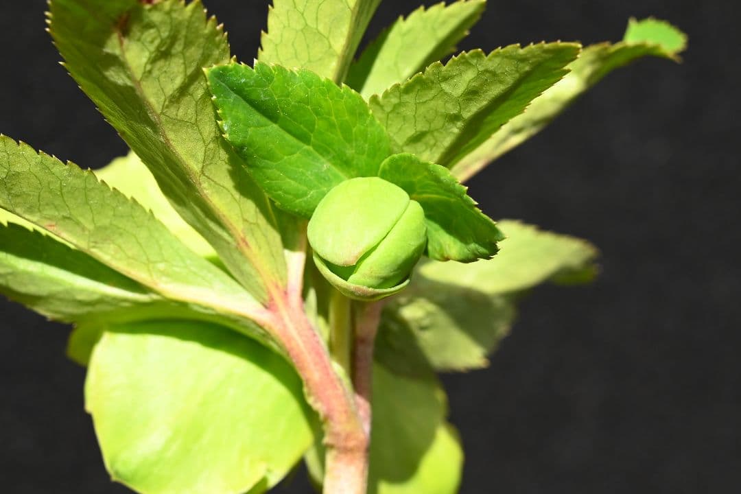 クリスマスローズ　認定！メロンゴールド　加藤農園