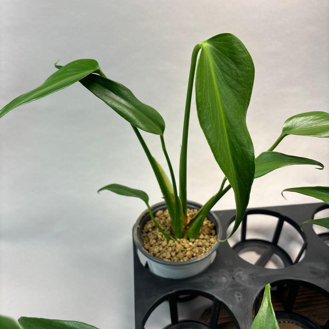 ぷ*慎様 5株セットL018モンステラ バールマルクスフレーム