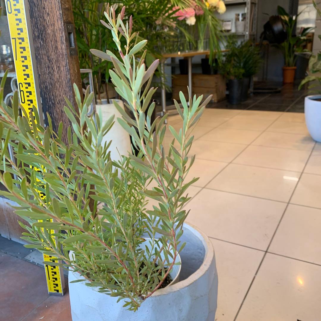 リューカデンドロン イエローデビル 1 ファイバー鉢