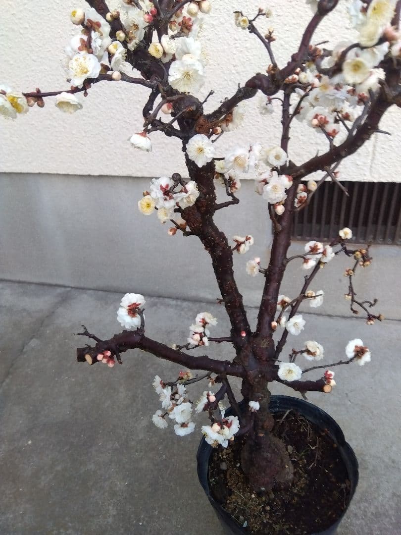 雲龍梅　古木　白花　７号ポットつき　特大❗　ま