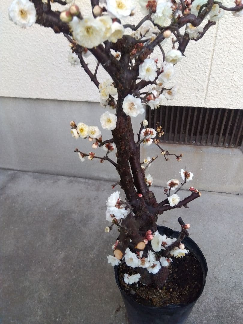 雲龍梅　古木　白花　７号ポットつき　特大❗　ま
