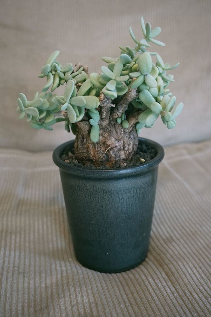 ケラリアピグマエア　現地球