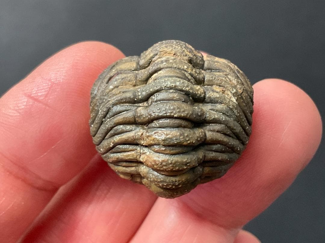 防御態勢の三葉虫 [PH75] ファコプス 化石