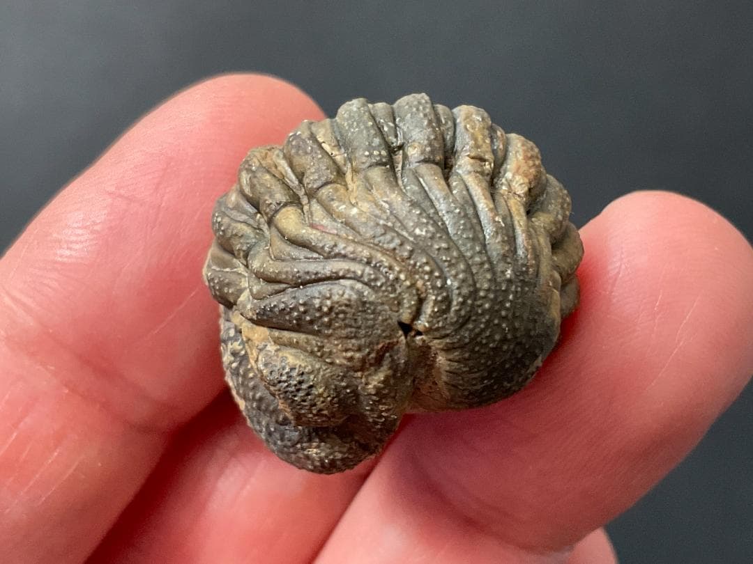 防御態勢の三葉虫 [PH75] ファコプス 化石