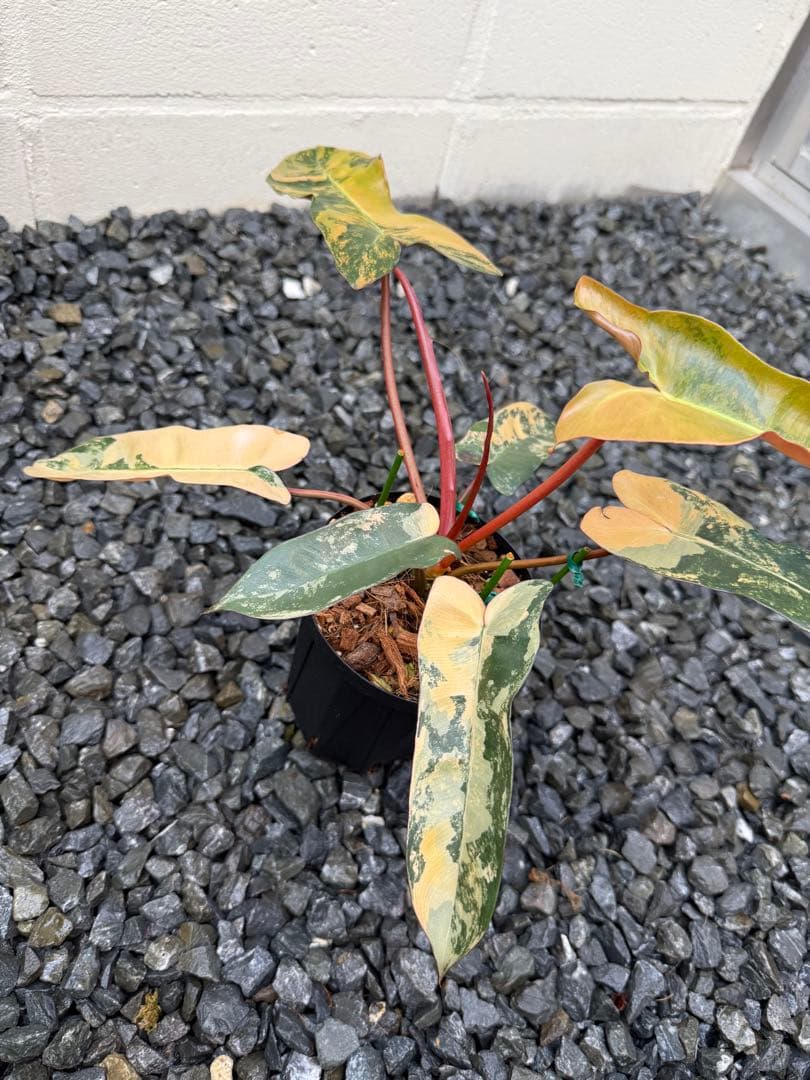 超絶希少 フィロデンドロン　ブラウン　ビューティー斑入り