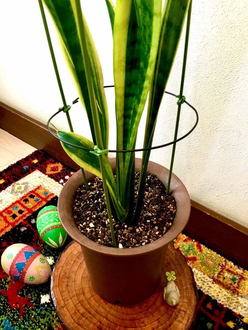 完売　希少大株【斑入りキキョウラン＊ディアネラ＊桔梗蘭】肉厚でお見事なストライプ