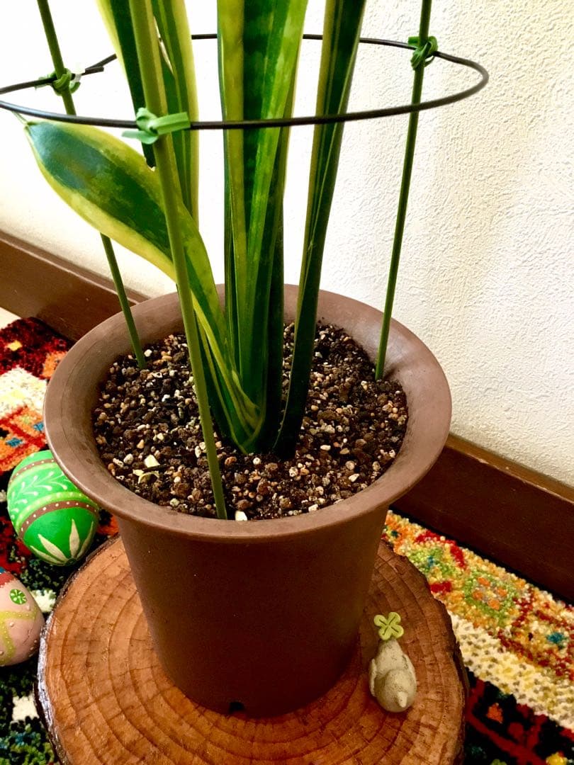 完売　希少大株【斑入りキキョウラン＊ディアネラ＊桔梗蘭】肉厚でお見事なストライプ