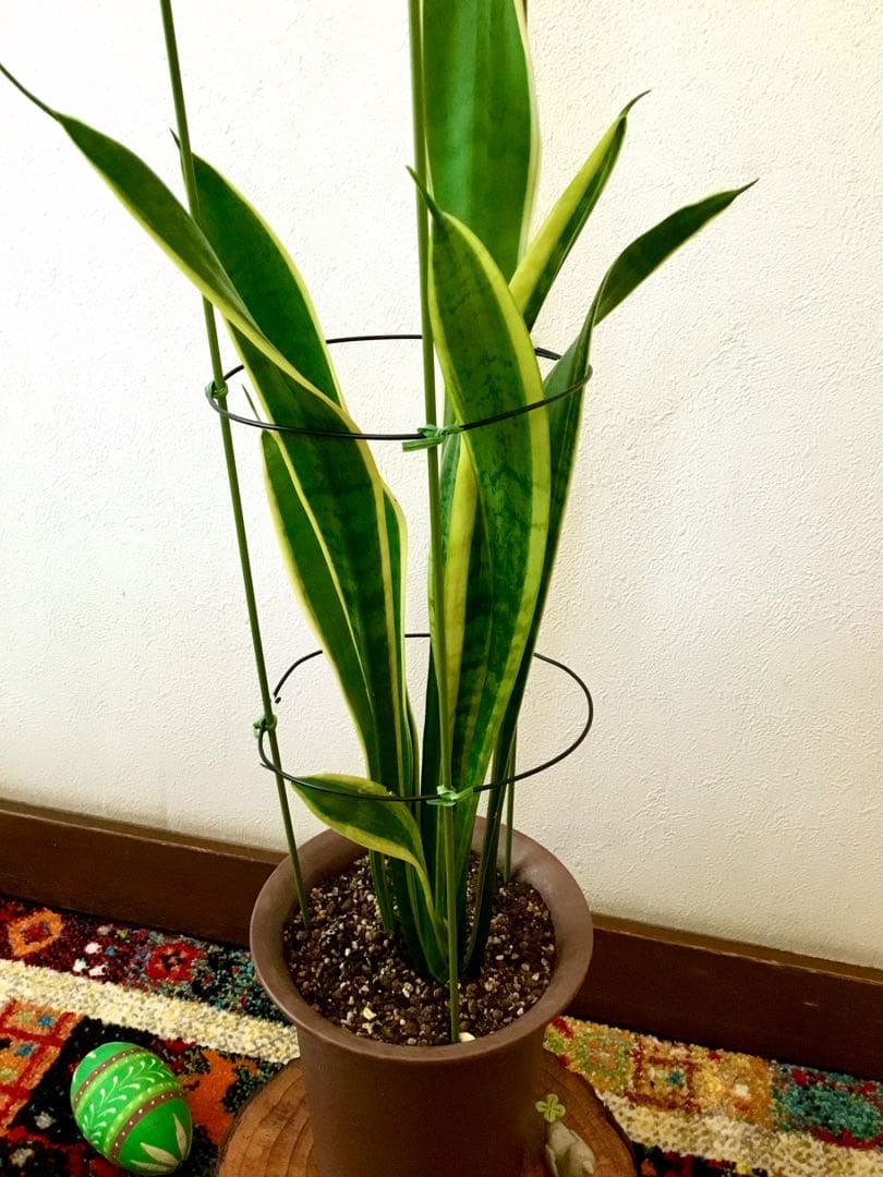 完売　希少大株【斑入りキキョウラン＊ディアネラ＊桔梗蘭】肉厚でお見事なストライプ