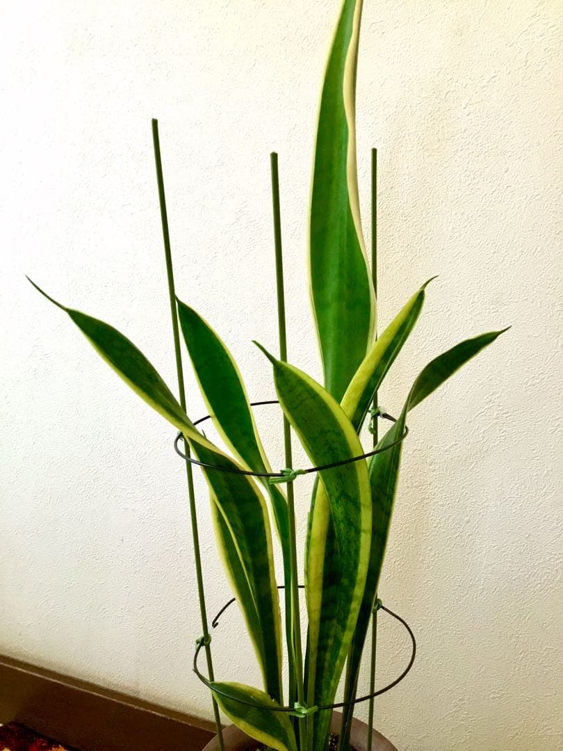 完売　希少大株【斑入りキキョウラン＊ディアネラ＊桔梗蘭】肉厚でお見事なストライプ