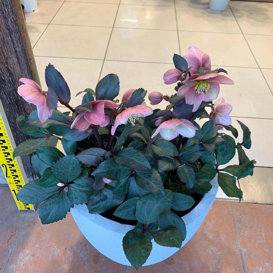 クリスマスローズ ピンクフロスト ファイバー鉢