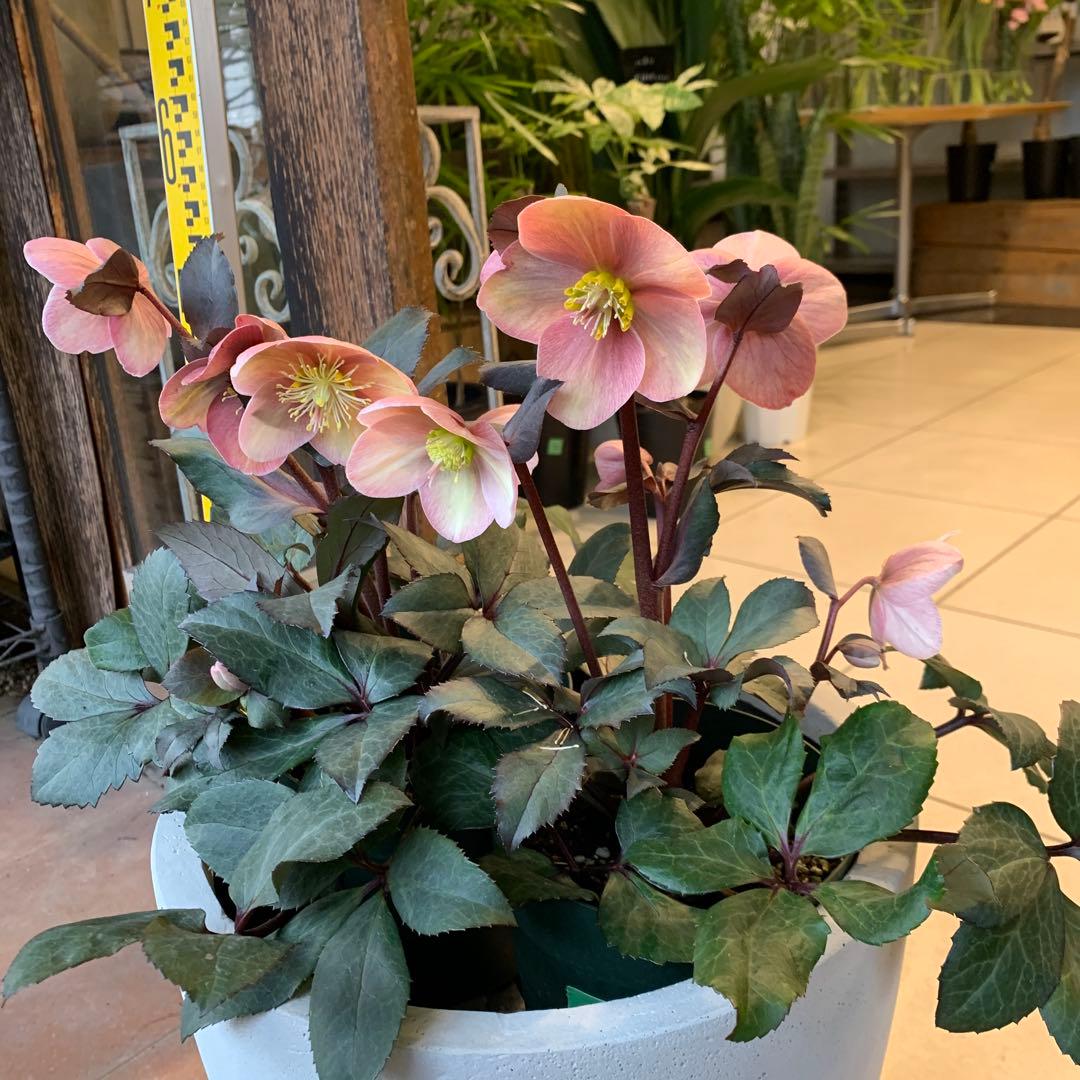 クリスマスローズ ピンクフロスト ファイバー鉢