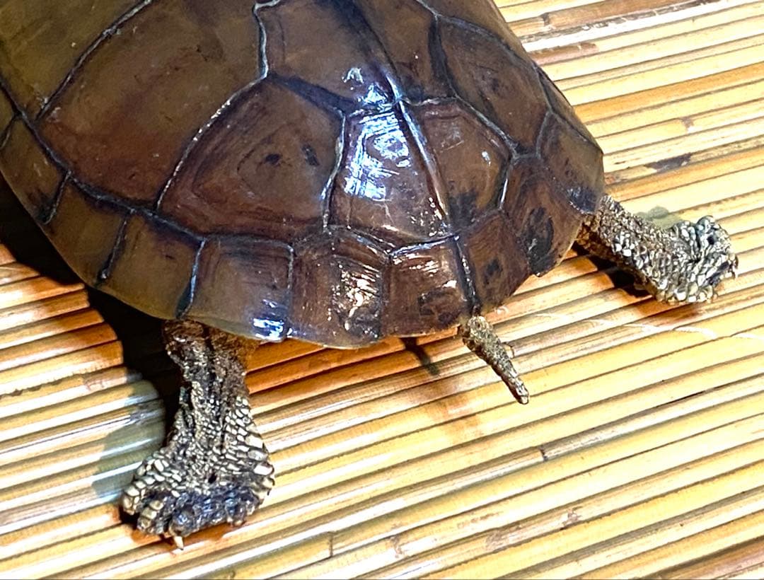 ニホンイシガメ剥製　全長18cm 飾りもの　ビンテージ品